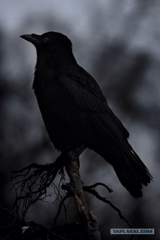 Самая мстительная городская птица