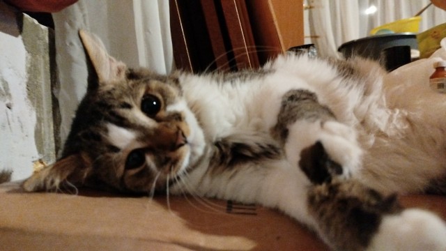 Это что, котовторник?