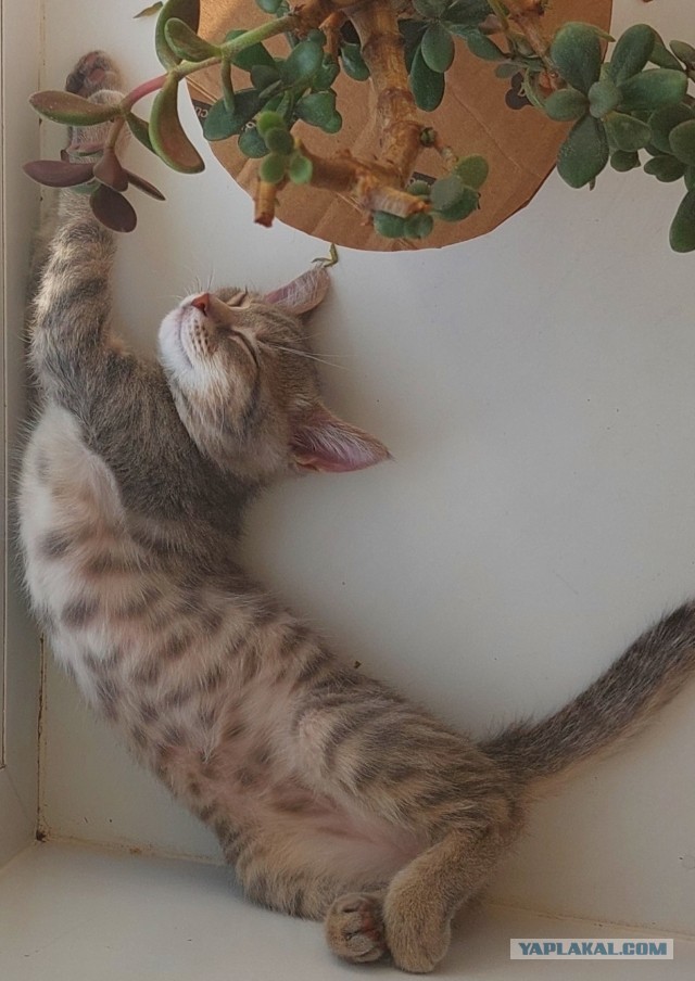 Прошёл один год.