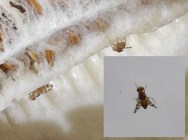 Дынные мухи и анальный паук