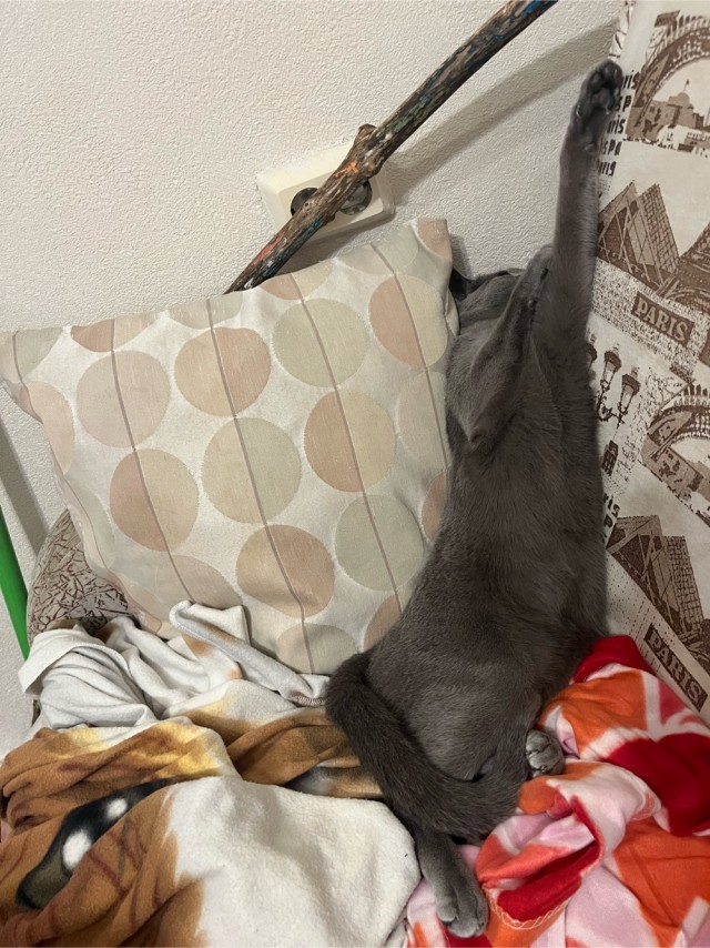 Спящих котеек тред