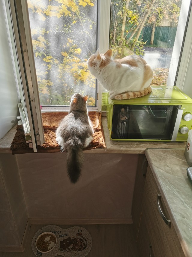Котовторник.Наши модели