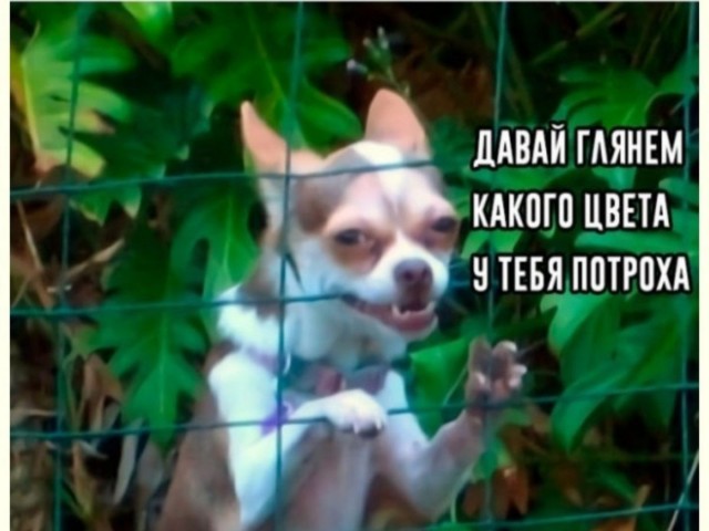 Килограмм ярости, килограмм го*на