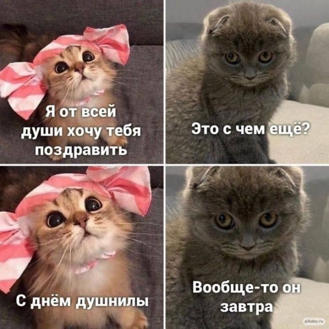 Картинки для деградации 81 (разной степени свежести)
