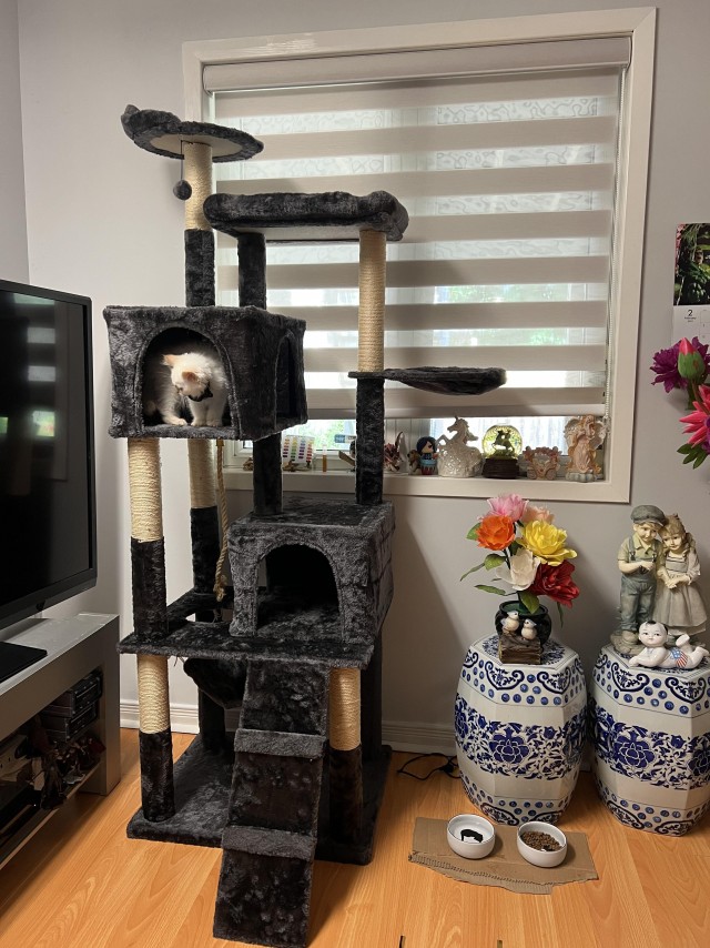 Напугал кошку пердежом