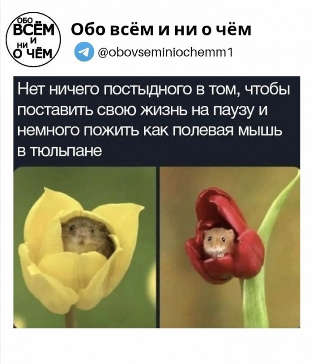 Воскресные картинки