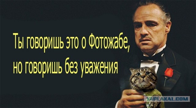 Фотожаба: Грустный котик