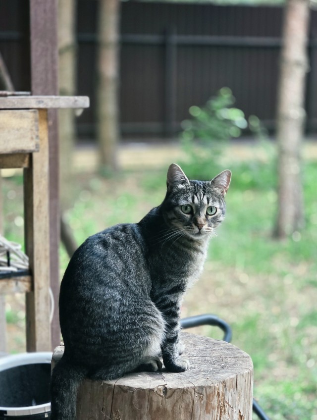 Котовторник 11.08.