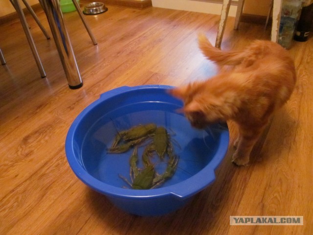 Рыбаки ловили рыбу, а поймали рака