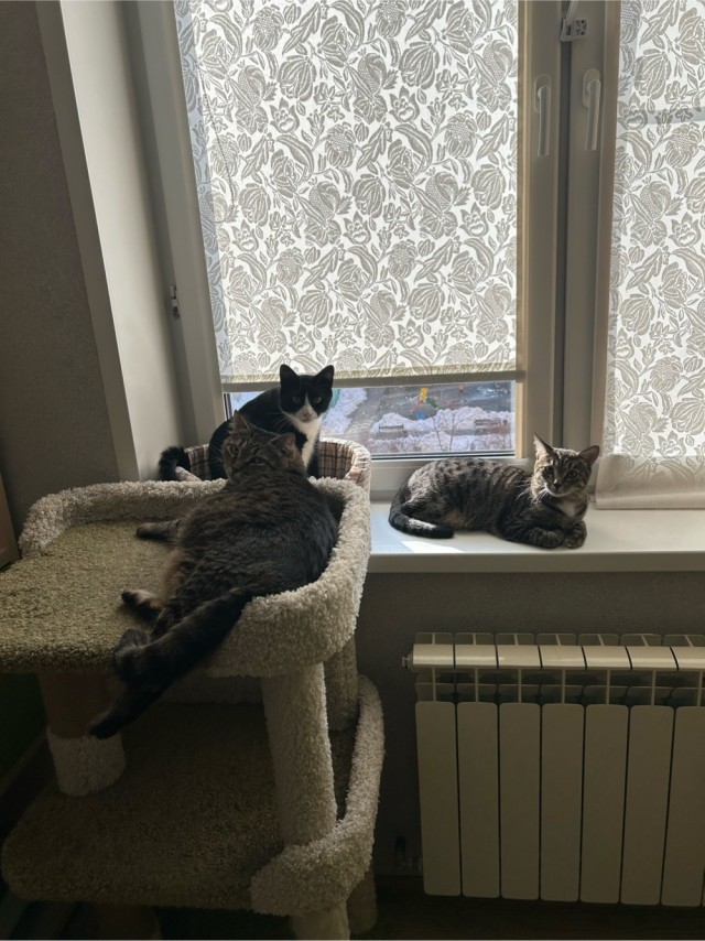 Сдалась мама