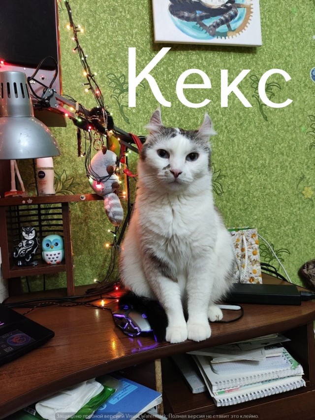 Жизнь домашнего приюта "Котоленд" 569