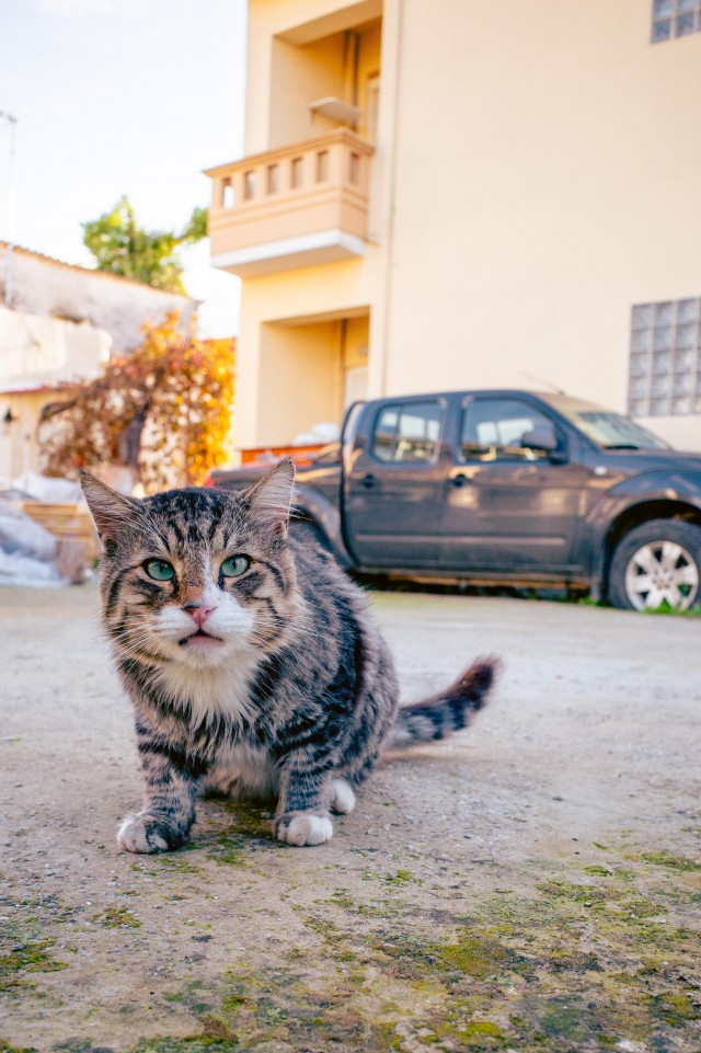 Уличные кошки острова Крит