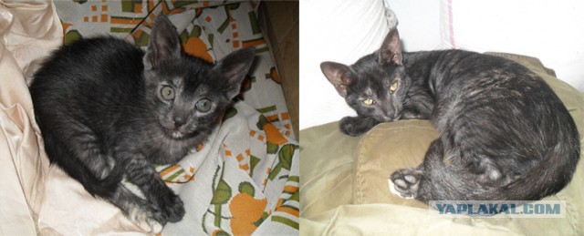 Котовторник   27.08.2013