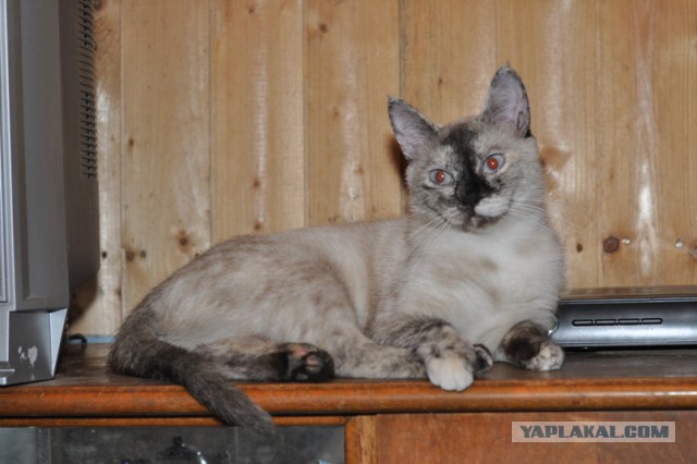 Про спасенных котеек
