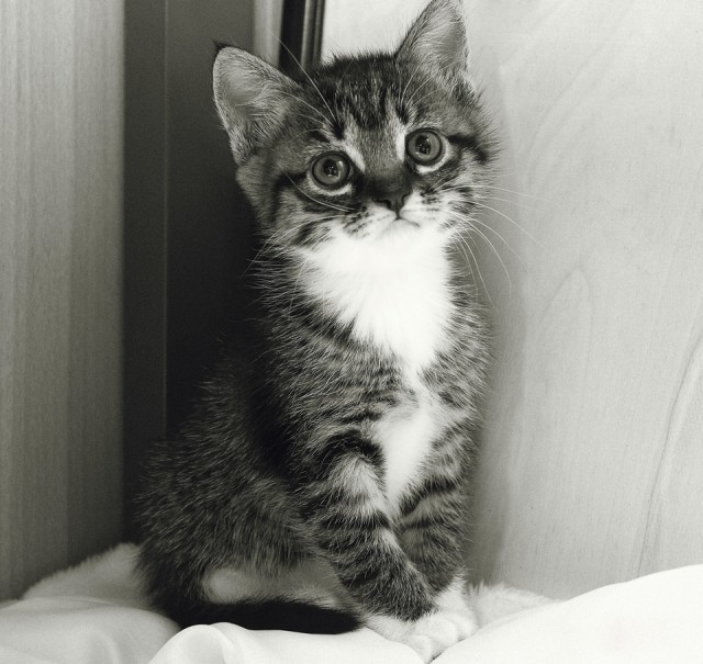 Котовторник 25.02.2014