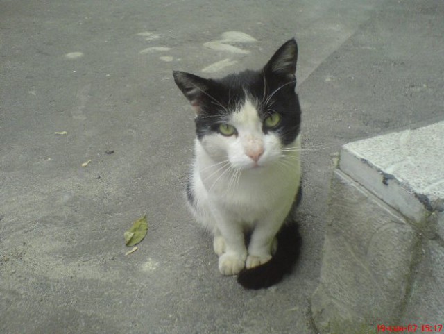 Котовторник 01.04.2014