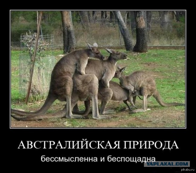 Австралия. Домики и спальные районы