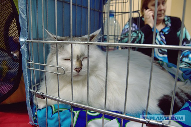 Котовторник 6.05.2014