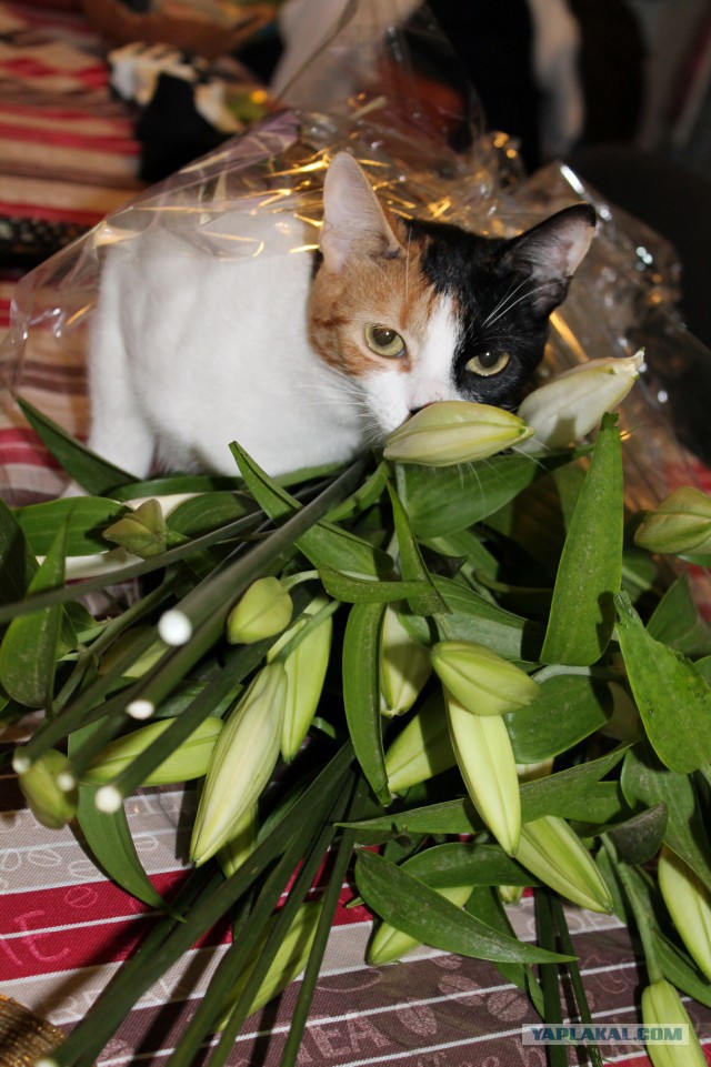 Котовторник 22.07.14