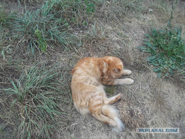 Жизнь домашнего приюта для котеек 21