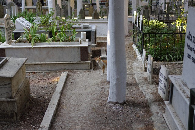 Котовторник 04.11.2014