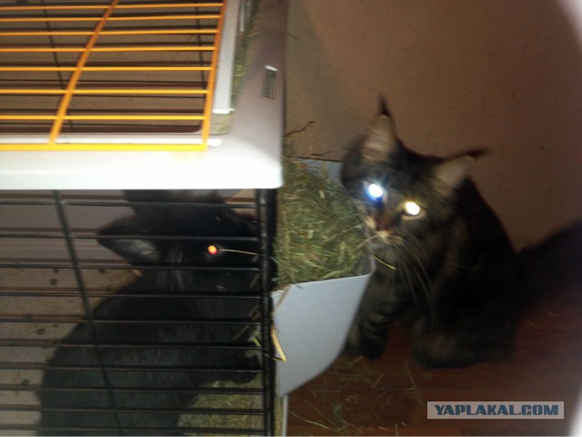 Котовторник 2.12.14