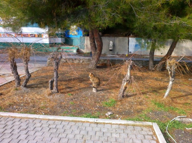 Котовторник 27.01.2015