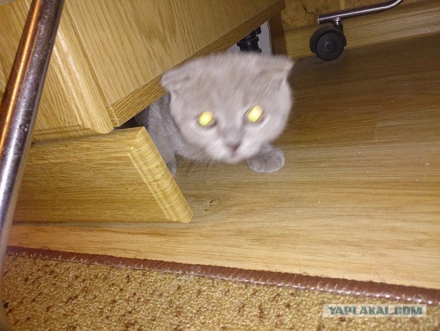 Котовторник