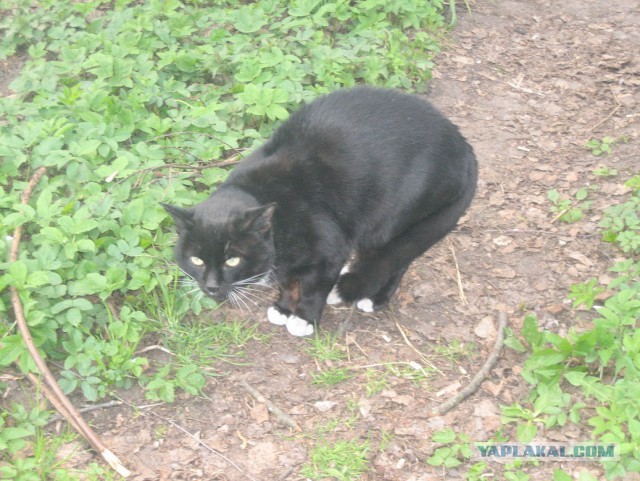 Котовоскресенье