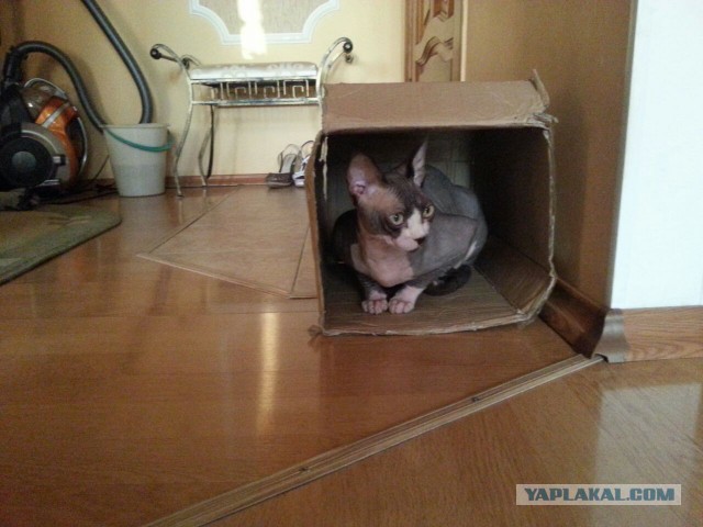 Коты: ожидания и реальность