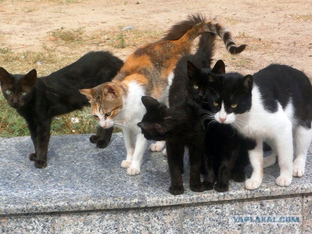 Котовторник 31.03.2015