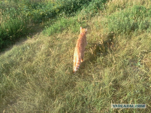 Котовторник 16.06.2015., Котовторник наступил!