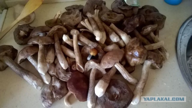 Самый хитрый зверь