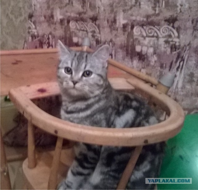 "Я ненавижу домашних животных!"
