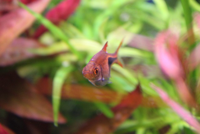 Аквариум моей мечты