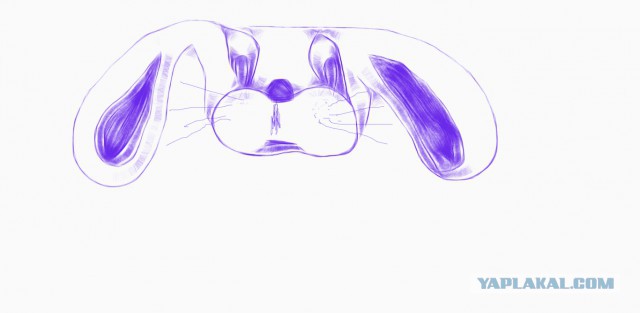 Как нарисовать сову - для тех, кто не умеет рисовать