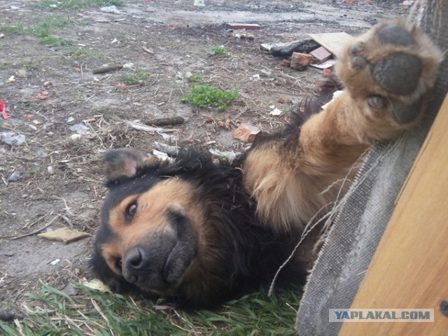 Неизвестный отстреливает бездомных собак на глазах прохожих в центре Челябинска