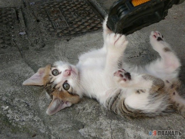 Коты, кошки, котята