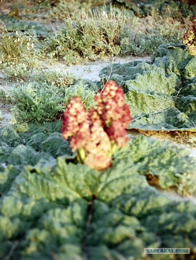 Пирог из Ревеня / кулинарный  этюд