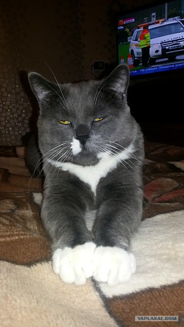 Пр корма для кошек. Рассуждения