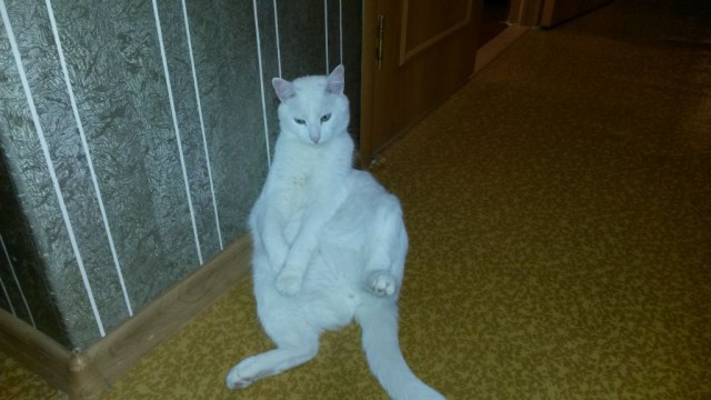 Котовторник. Алиса. Одно из лучших творений природы.