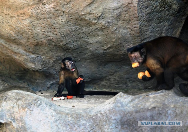 Вот так выглядит жадность