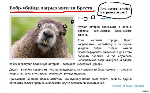 Нижегородец умер, отведав копченого бобра или от бобра добра не ищут