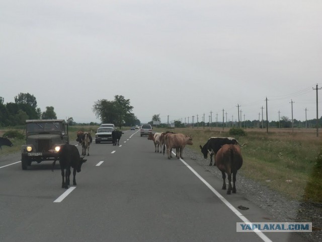 В Северной Осетии племянник прокурора выдал многомиллионный автопарк дяди