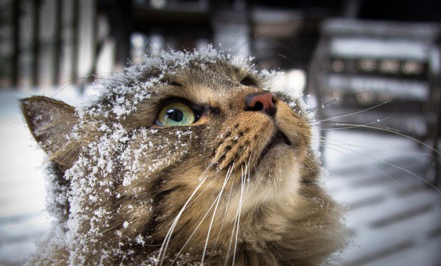 Коты из сети