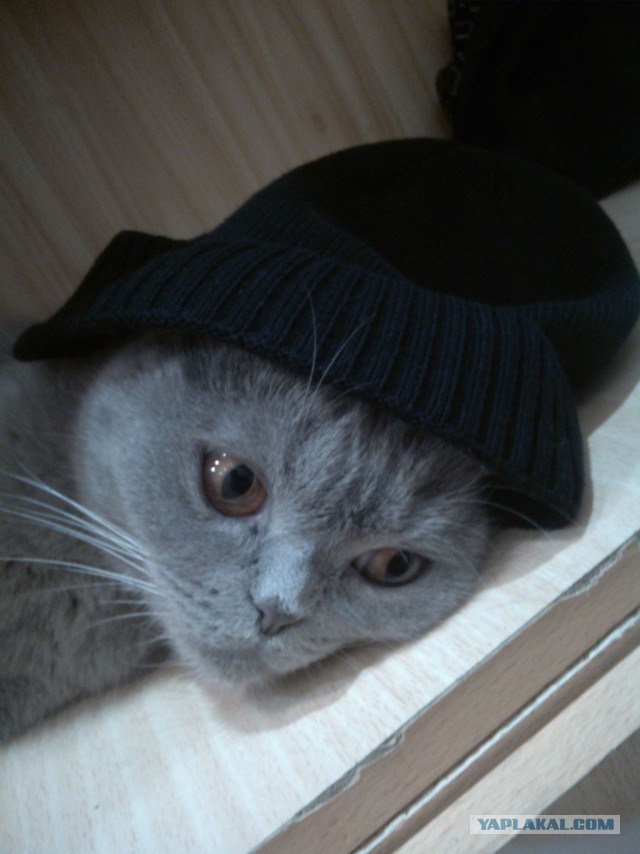 Котовторник 10.01.2017