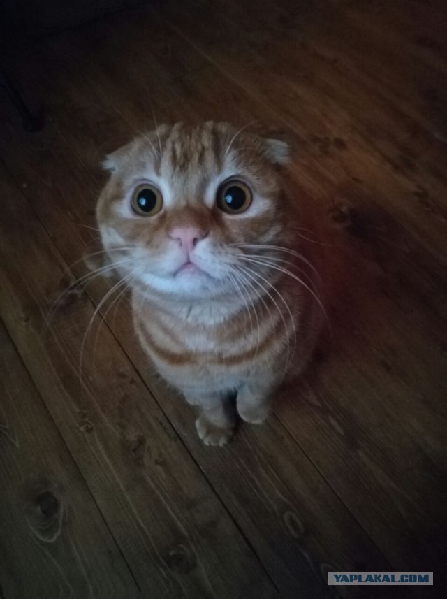 Котовторник 24.01.2017