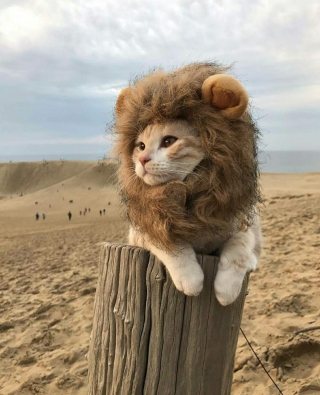 Коты и Кошки