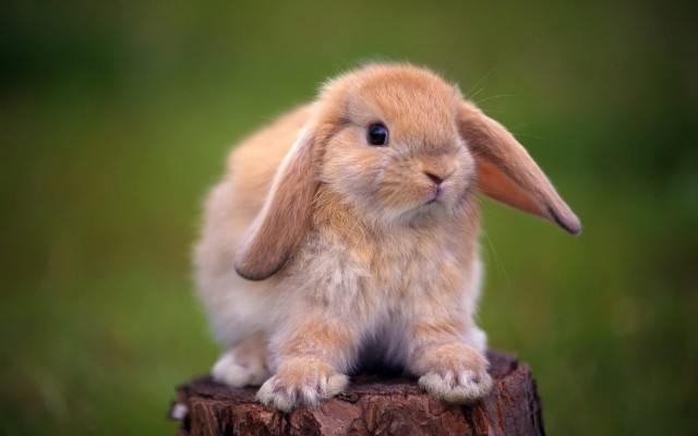 Живность из сети