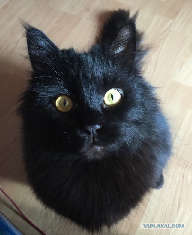 Котовторник 1.08.17